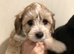 Maltipoo