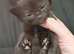 Russian blue x