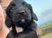3/4 cocker 1/4 springer pups