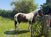 14hh 16yo Skewbald trotter x gelding