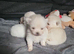 Stunning pomchies