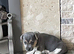 Miniature Jack Russell puppies deposit secures only boy left now