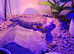 leopard gecko and full set up