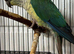Young conure