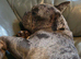 Urgent rehome/strictly no other pets