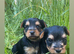 Puppy Yorkshire terrier