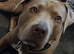 Staffy x pressa canarios