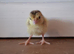 Day-old coturnix quail chicks