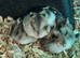 Baby BOY Russian Hamsters