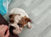 British bulldog puppy