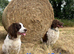 English Springer Spaniel puppies Girls