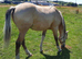 Yearling Gelding – To Make Around 15.2hh