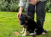 Reduced ready now Kcreg pups from health tested parents