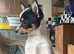Pomchi puppy