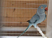 Indian ringneck blue female