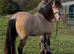 Dun filly
