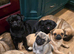  Adorable Female Pure Pug Puppy Looking for Her Forever Home! 