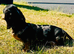 Beautiful Female Silver Dapple Dachshund Puppy