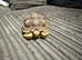 sulcata tortoises