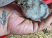 Day old Silkie cross