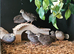 Group of 8 Chinese painted button quail