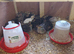 Jumbo quails