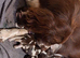 Stunning English Springer Spaniel Puppies