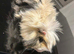 Long haired guinea pig