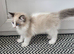Kitten 2 boy