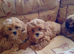 Shih Tzu puppies
