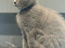 Stunning BSH male kitten