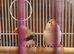 Penguin finch hen