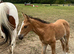 Lovely Buckskin yearling