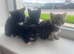 9 weeks kittens