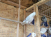 Pigeon for sale