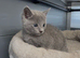 Pure Russian Blue kitten boy looking new home