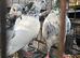 Pakistani highflyers for sale