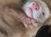 6 month old male ferrets
