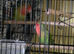 Pair of love birds 7months old