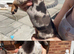 Adorable Dachshund Puppies Ready for Their Forever Homes!