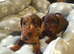 ️Miniature Dachshund Puppies