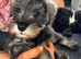 2 beautiful girls left !!!  Ready now