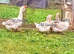 Family of Buff Dewlap Toulouse Geese