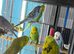 Budgies Glasgow