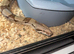 Boa for rehoming
