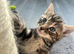 Tabby Kittens