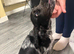 5 month old gorgeous Cocker spaniel female
