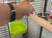 Two budgies with cage