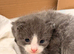 5 stunning kittens 2 female 3 male