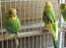 3 lovely young budgies for sale